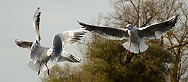 海鷗,鳥,飛