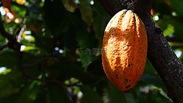 可可,培養(yǎng),水果