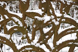 冬天,雪,寒冬