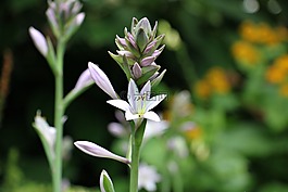 花,白,白花
