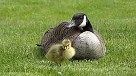 野生鳥類,動物區(qū)系,鴨