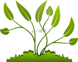 枝杈,成長,葉