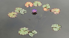 性質(zhì),水百合,池塘