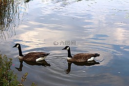 動(dòng)物區(qū)系,鳥,野生鳥類