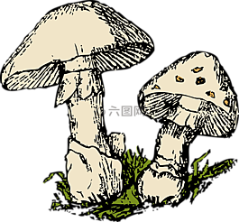蘑菇,兩,米色