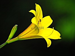 花,鮮花,黃色