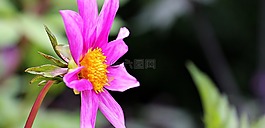 sterndahlie,娇琴纱,georgine