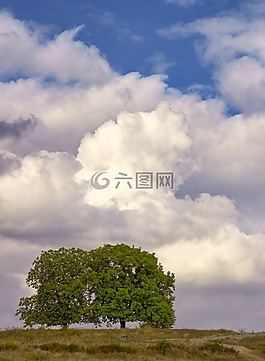 自然,樹,云