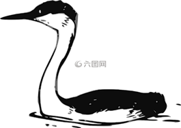 鸟,水,游泳