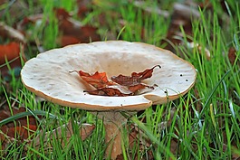 漏斗蘑菇,蘑菇,秋季