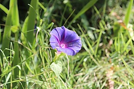花,紫,鮮花