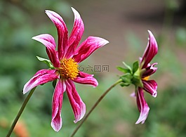 sterndahlie,娇琴纱,georgine