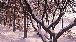 大自然,冬季,雪