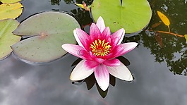 睡蓮,池塘,粉紅色水百合