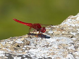 紅蜻蜓,筏,蜻蜓
