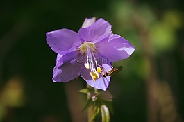 雅各的天梯,法札caeruleum,花園里的花