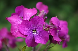 lunaria,青蒿,誠信