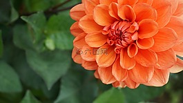 花,橙色,夏天