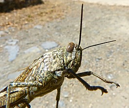 蝗蟲,詳細(xì),龍蝦