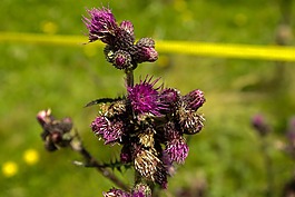 薊,性質(zhì),花