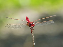 红蜻蜓,湿地,干