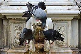 鴿子,鳥,動物