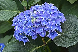 繡球花,花,紫