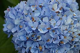 繡球,藍色,花
