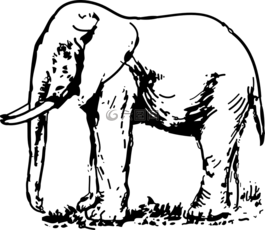 象,動(dòng)物,哺乳動(dòng)物