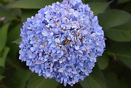 绣球,花,蓝色