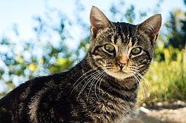 猫,动物,弗利纳