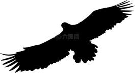 動物,鳥,鷹