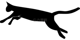 貓,寵物,小貓