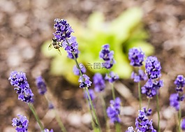 蜜蜂,花,廠