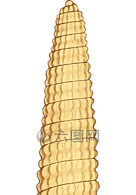 動(dòng)物,海灘,海洋