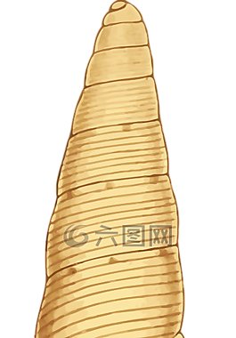 動(dòng)物,海灘,海洋