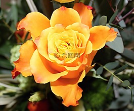 花,橙,黃色