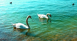 湖,性質(zhì),水