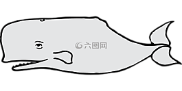 鯨魚,灰色,哺乳動物