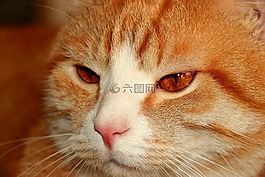 眼睛,愿景,貓科動物