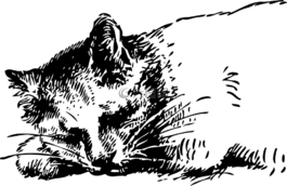 貓,睡眠,寵物