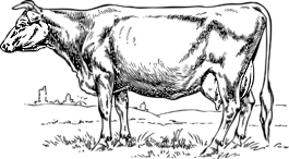 牛,農(nóng)場(chǎng),動(dòng)物