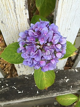 花,籬笆,植物區(qū)系