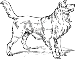 狗,牧羊犬,品種