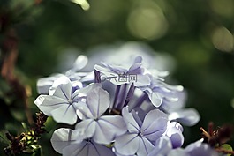 花,藍色,綠色