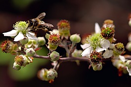 蜜蜂,花,大自然