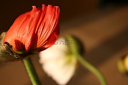 花,紅色,性質(zhì)