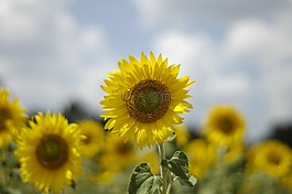 向日葵,太陽(yáng),黃色