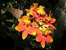 蘭花,蝴蝶,橙色