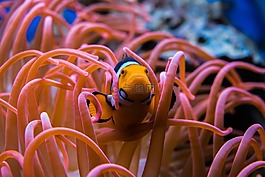 小丑魚,魚,水族館